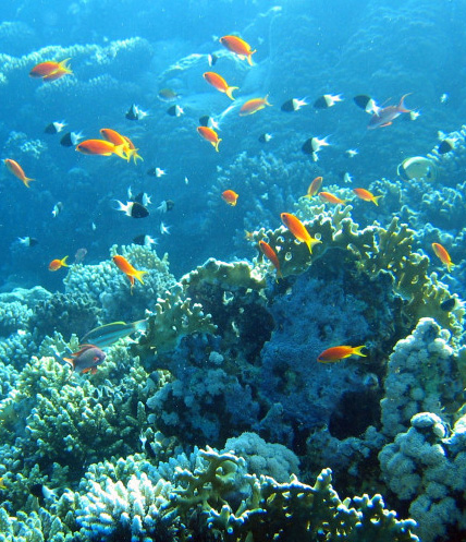fish in the red sea