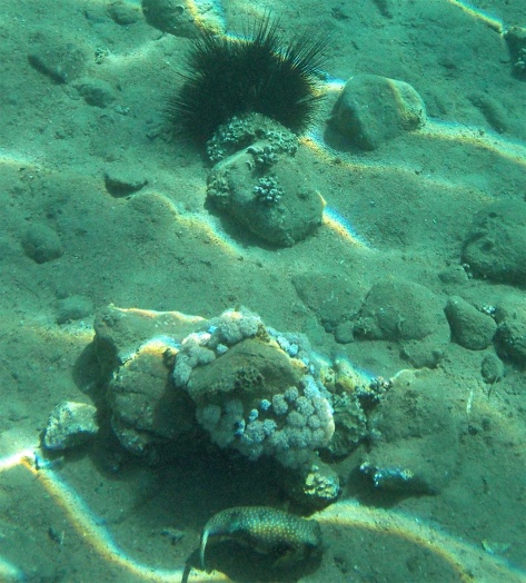 Ostracion meleagris_Black spotfish_Spotted boxfish