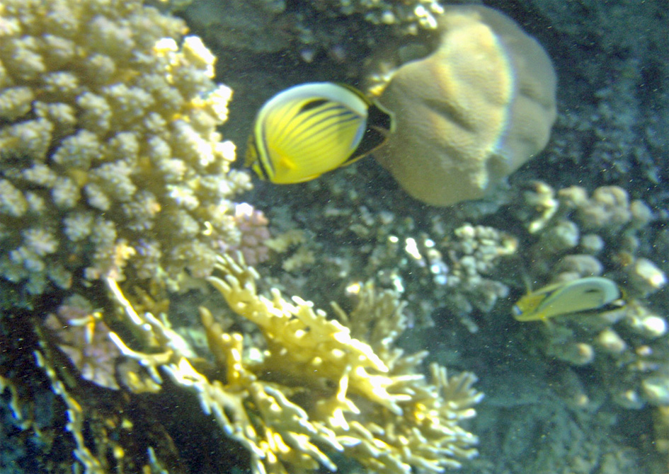 Chaetodon austriacus_The Blacktail Butterfly fish