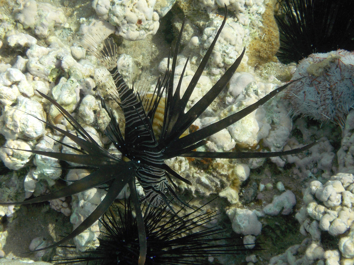 Black Peacock Lionfish and black sea urchin