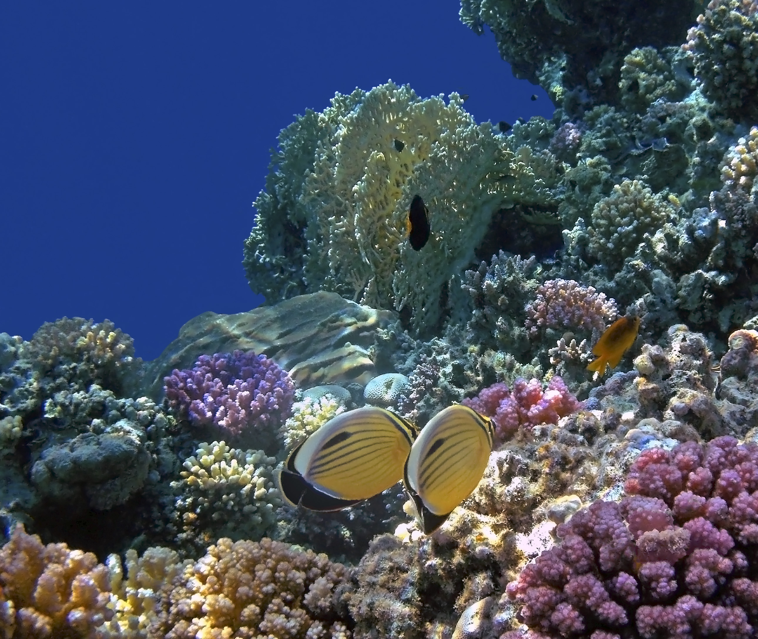 Коралловые рифы в хургаде. Коралловый риф Хургада. Коралловый риф в Шарм Эль Шейхе. Подводный мир Египта Шарм-Эль-Шейх. Подводный мир красного моря Хургада.