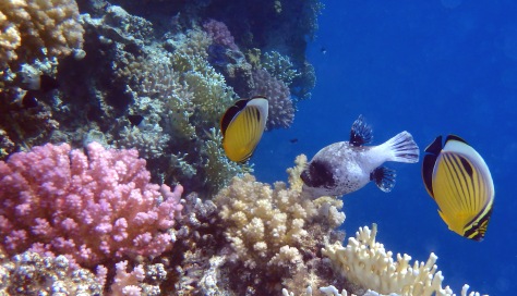 Colorful Red Sea fish and corals.jpg