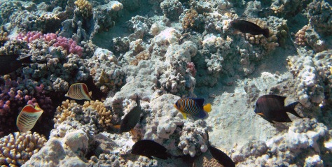 Amazing sea life in the Red Sea_2