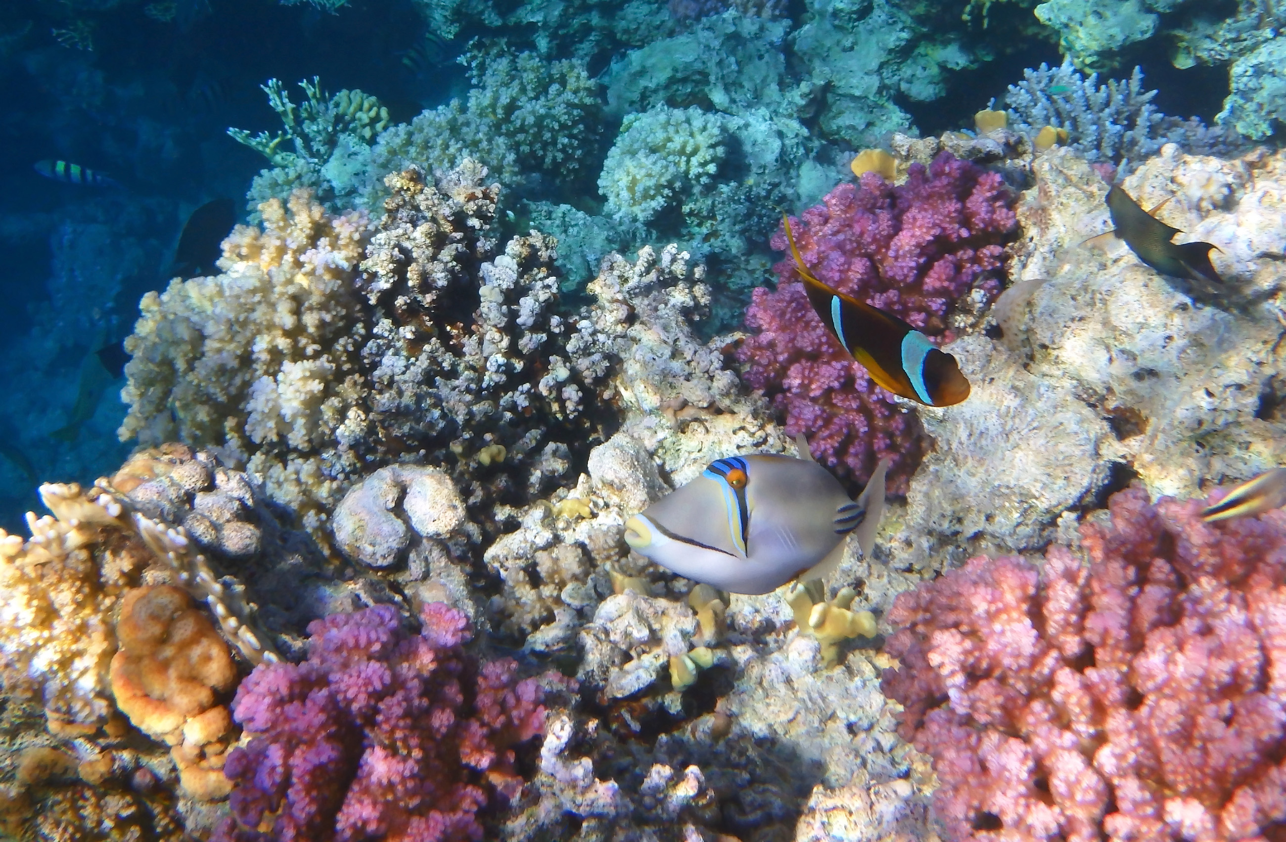 Picassofish Anemonefish and Raspberry Corals