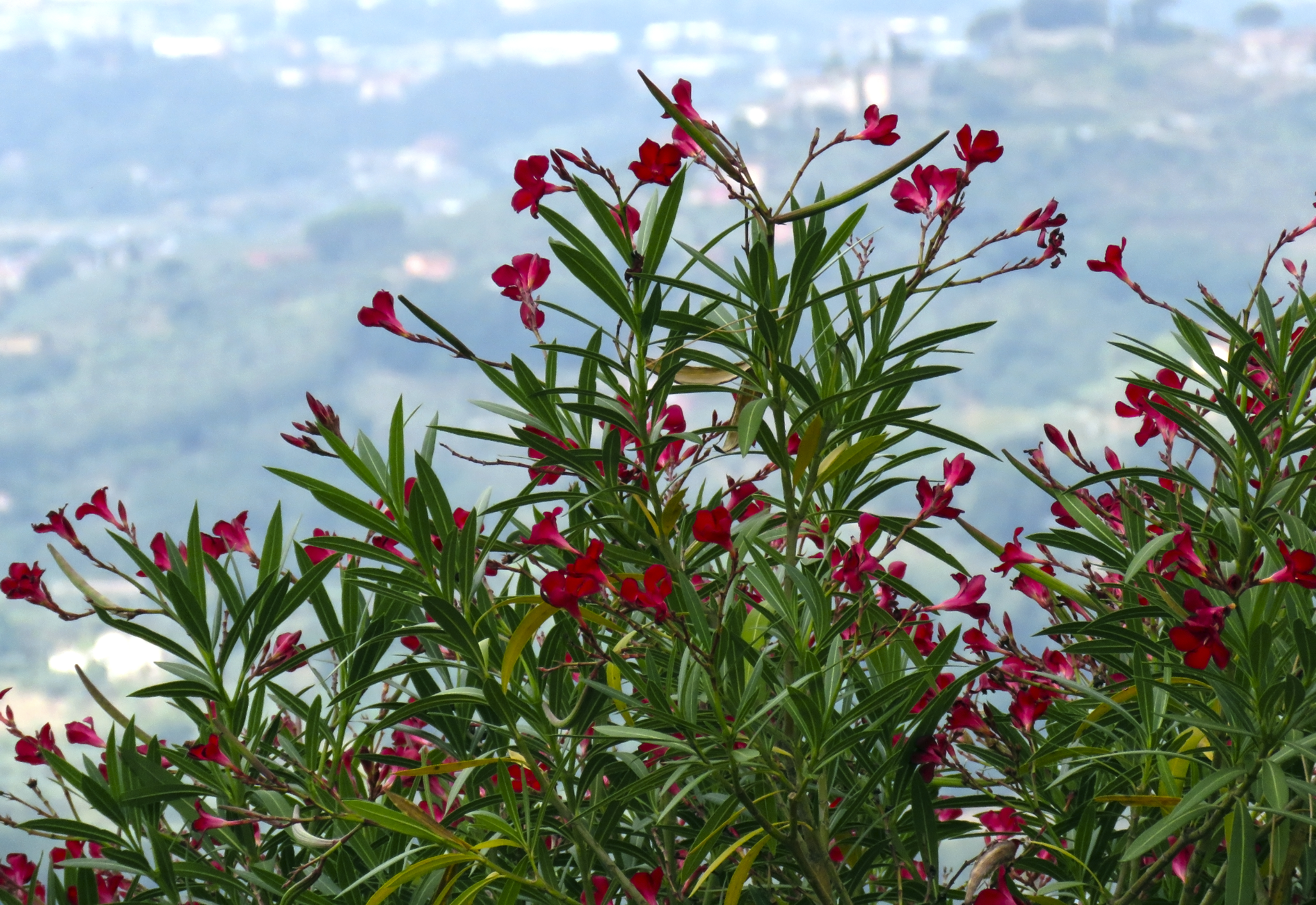 Red Flowers In Tuscany.jpg